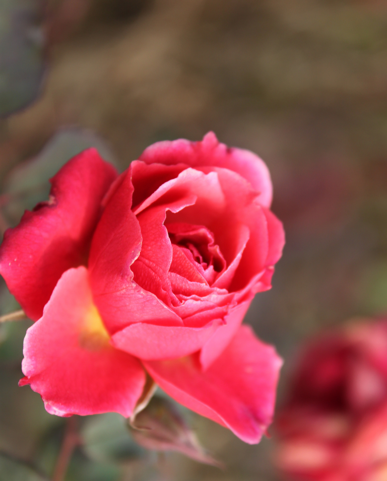 IMG_4235.jpg
