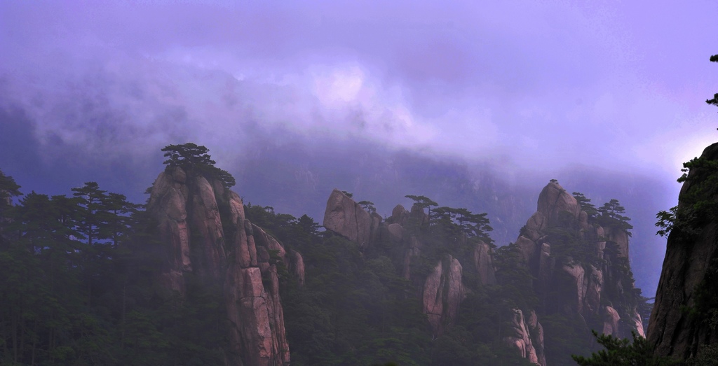 黄山松1.jpg