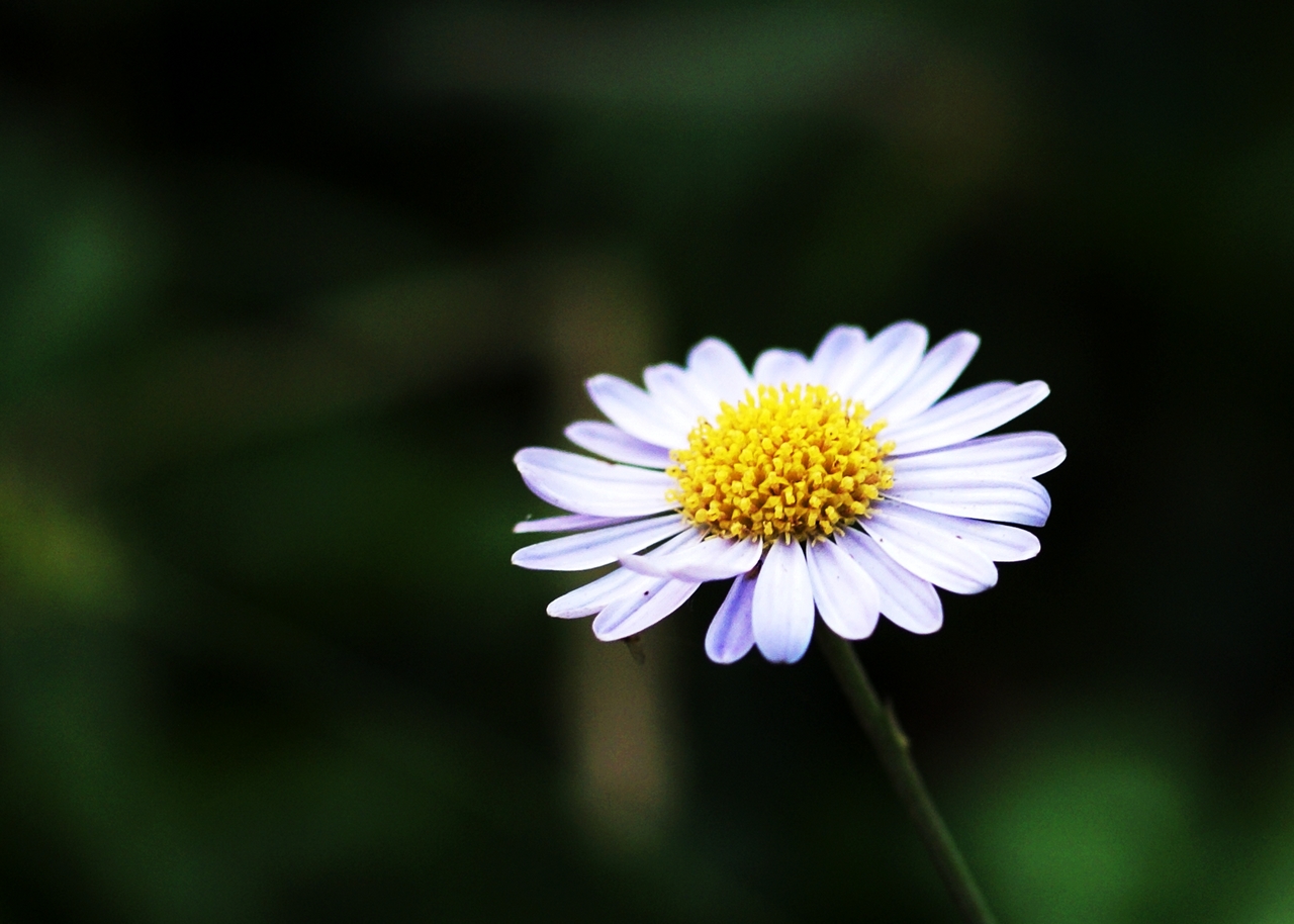 小花.JPG
