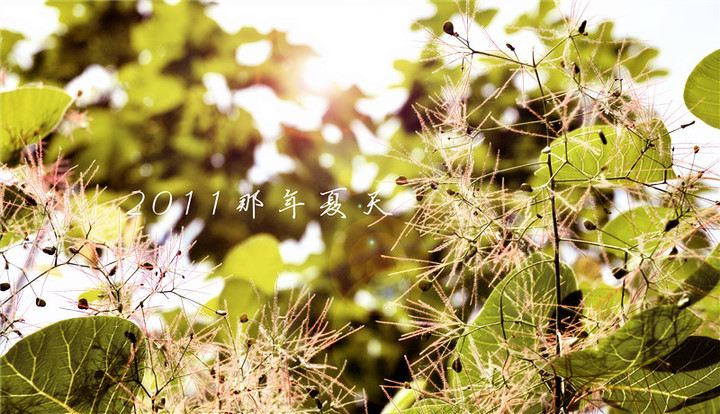 p_large_ZSpA_2765000094435c92.jpg