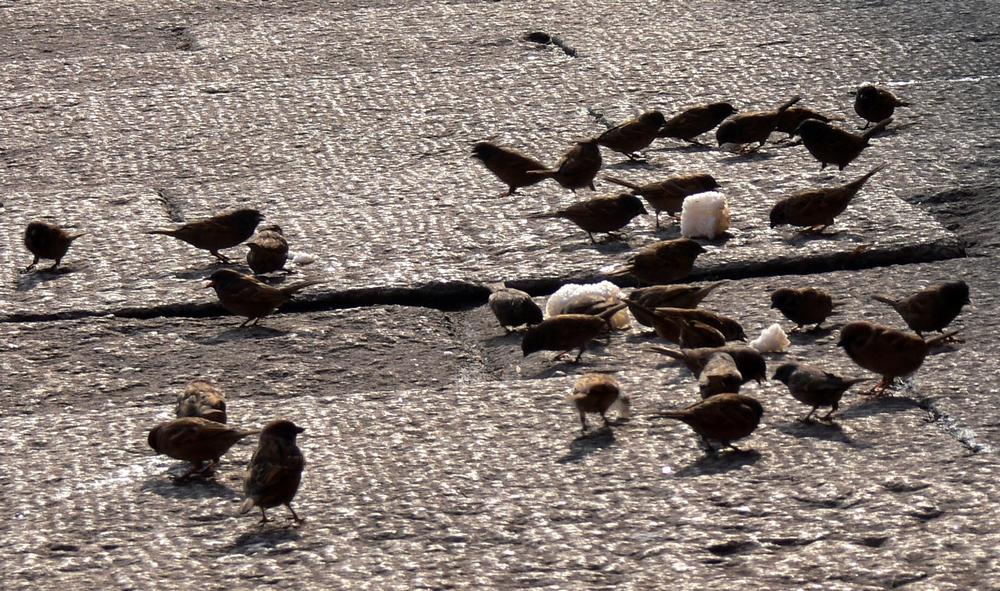 P1090354.jpg