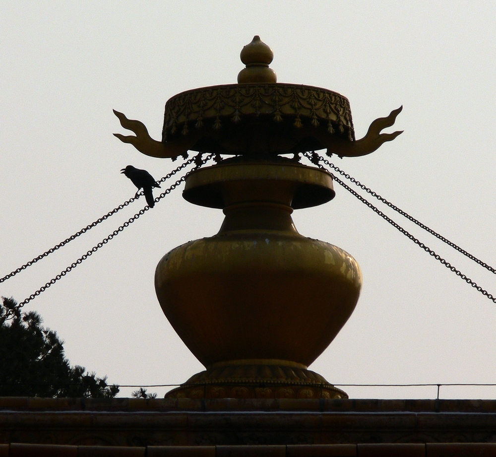 P1090411.jpg