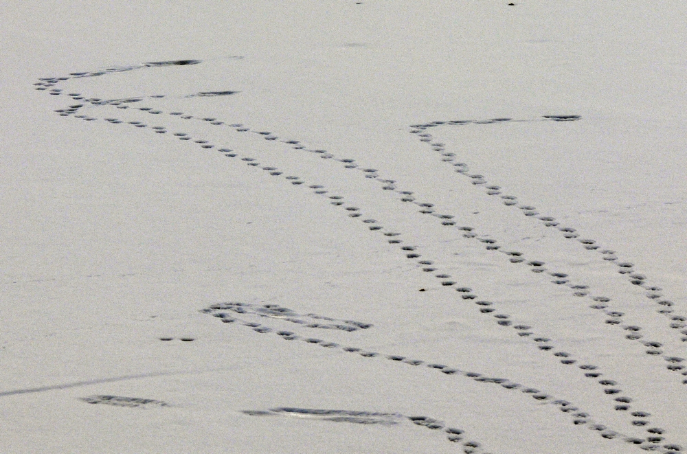 P1090451.jpg