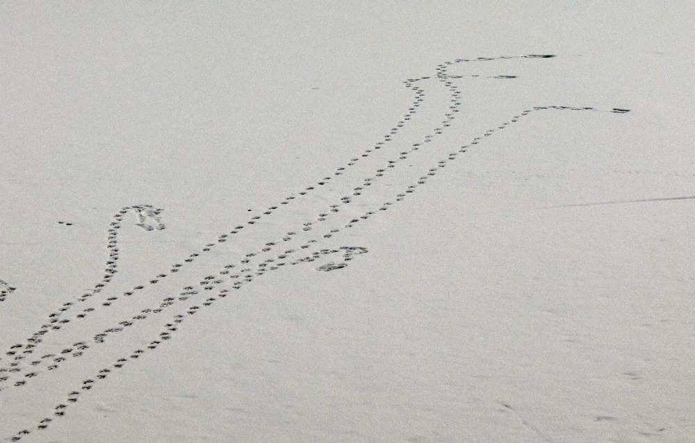 P1090453.jpg