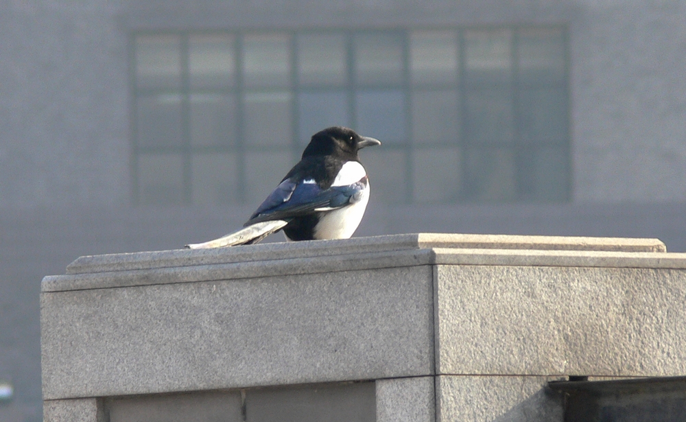 P1090286.jpg