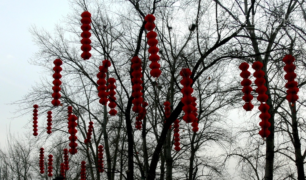 P1100771.jpg