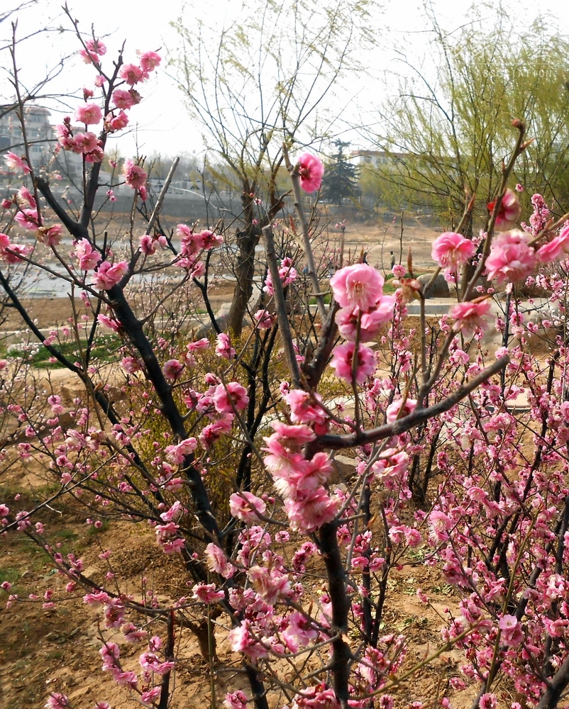 DSCN0210.jpg