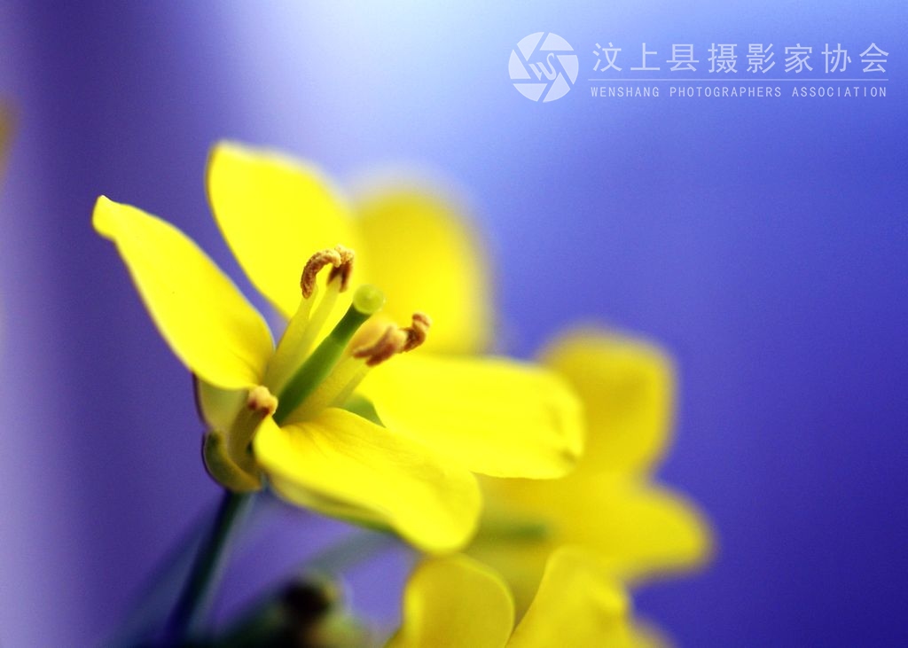又到油菜花黄时.JPG