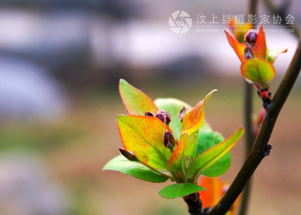 春芽1.JPG