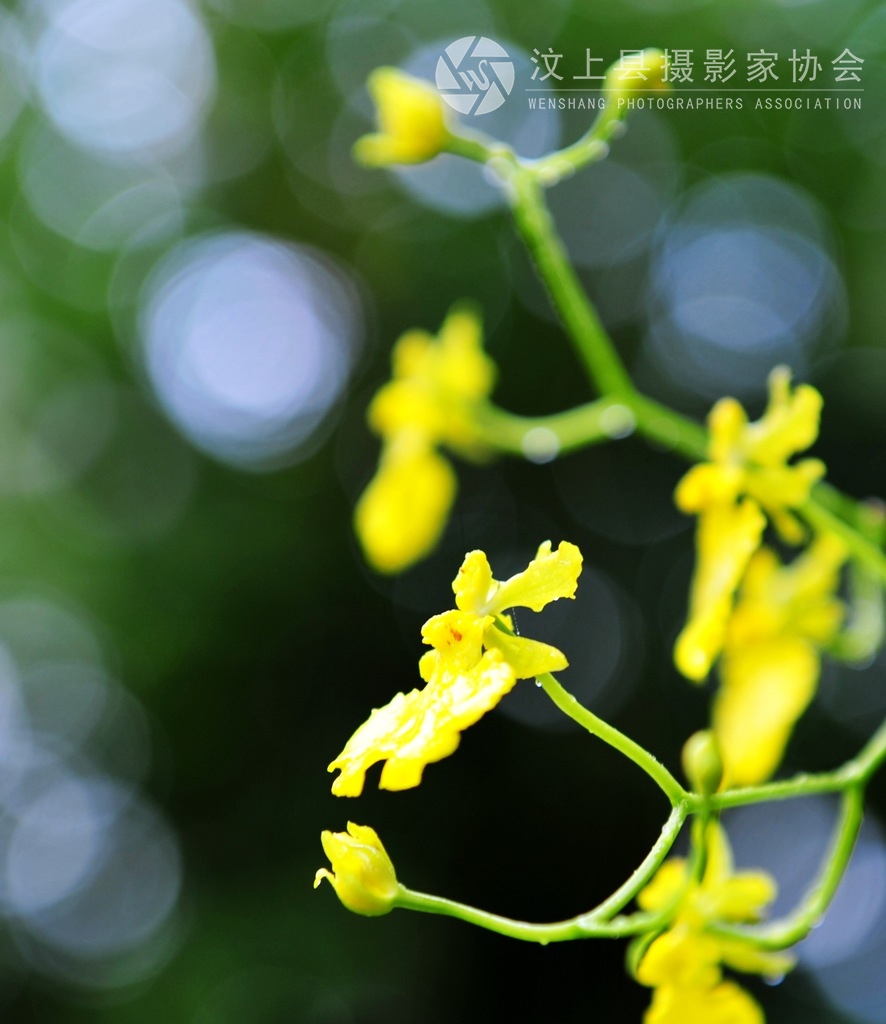 春花1.jpg