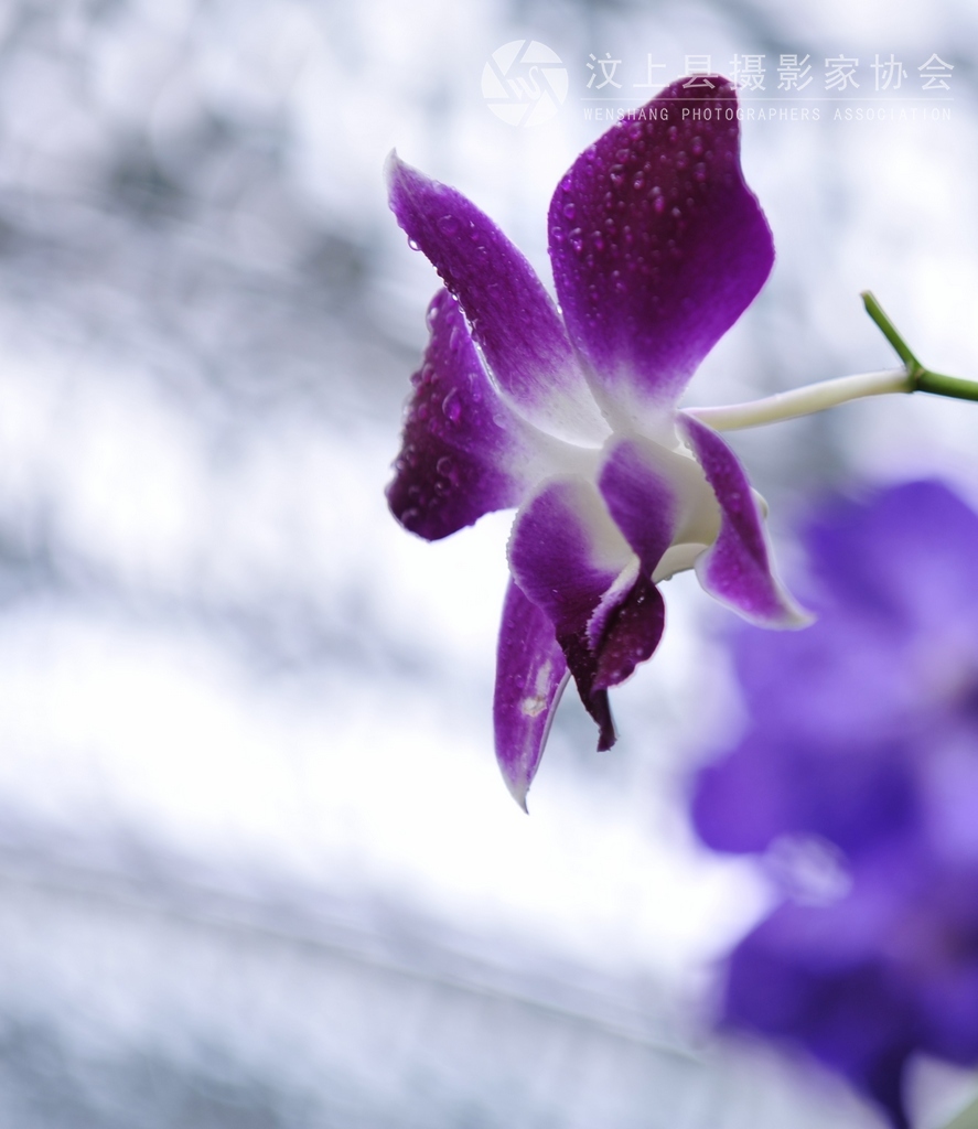 春花2.jpg