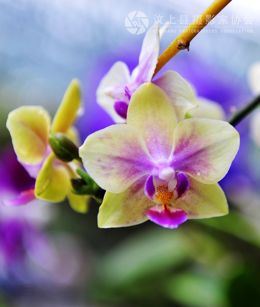 春花3.jpg