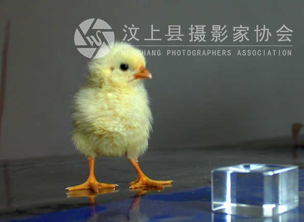汶上模特摄影
