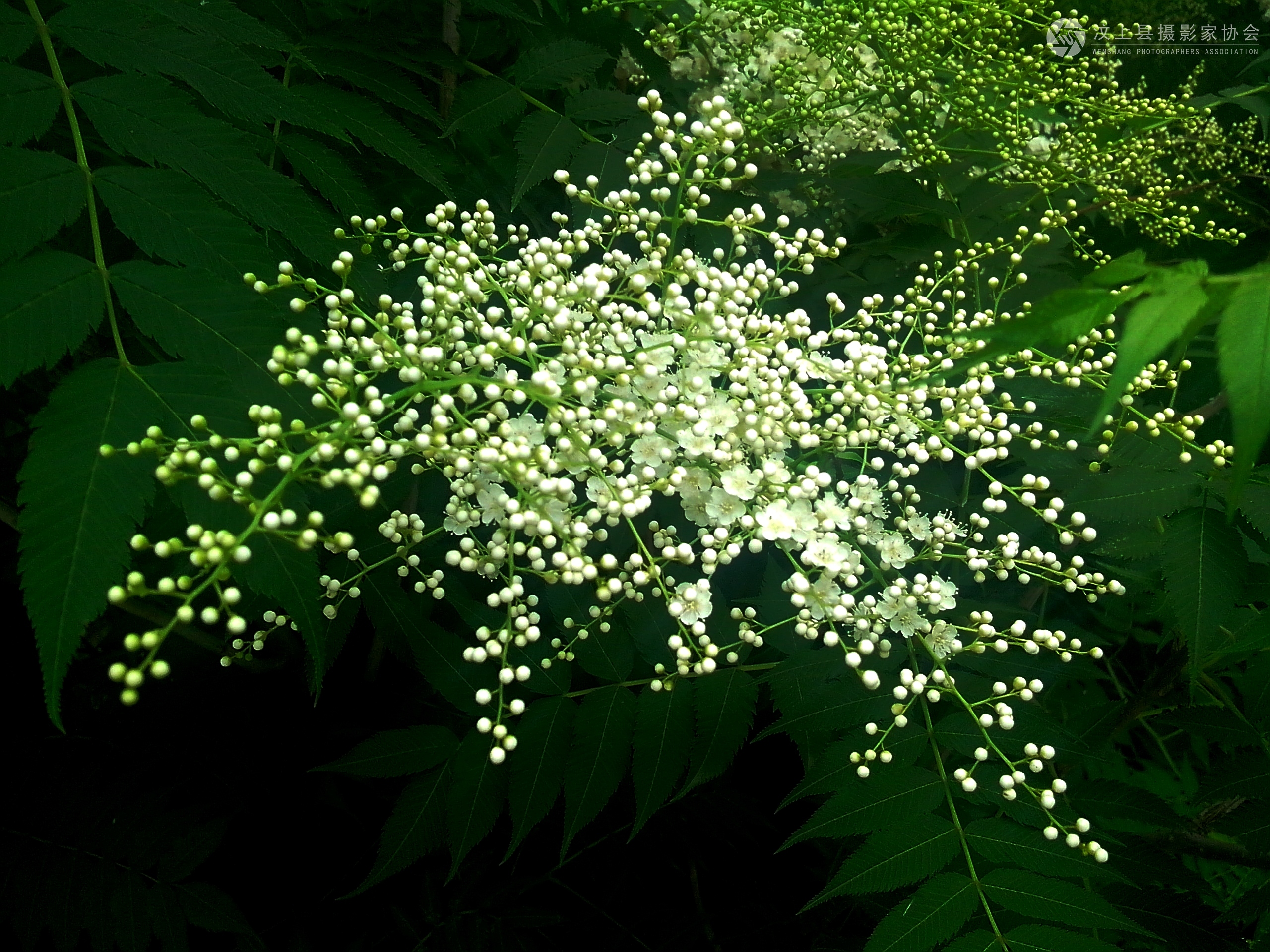 IMG_20130528_162447.jpg