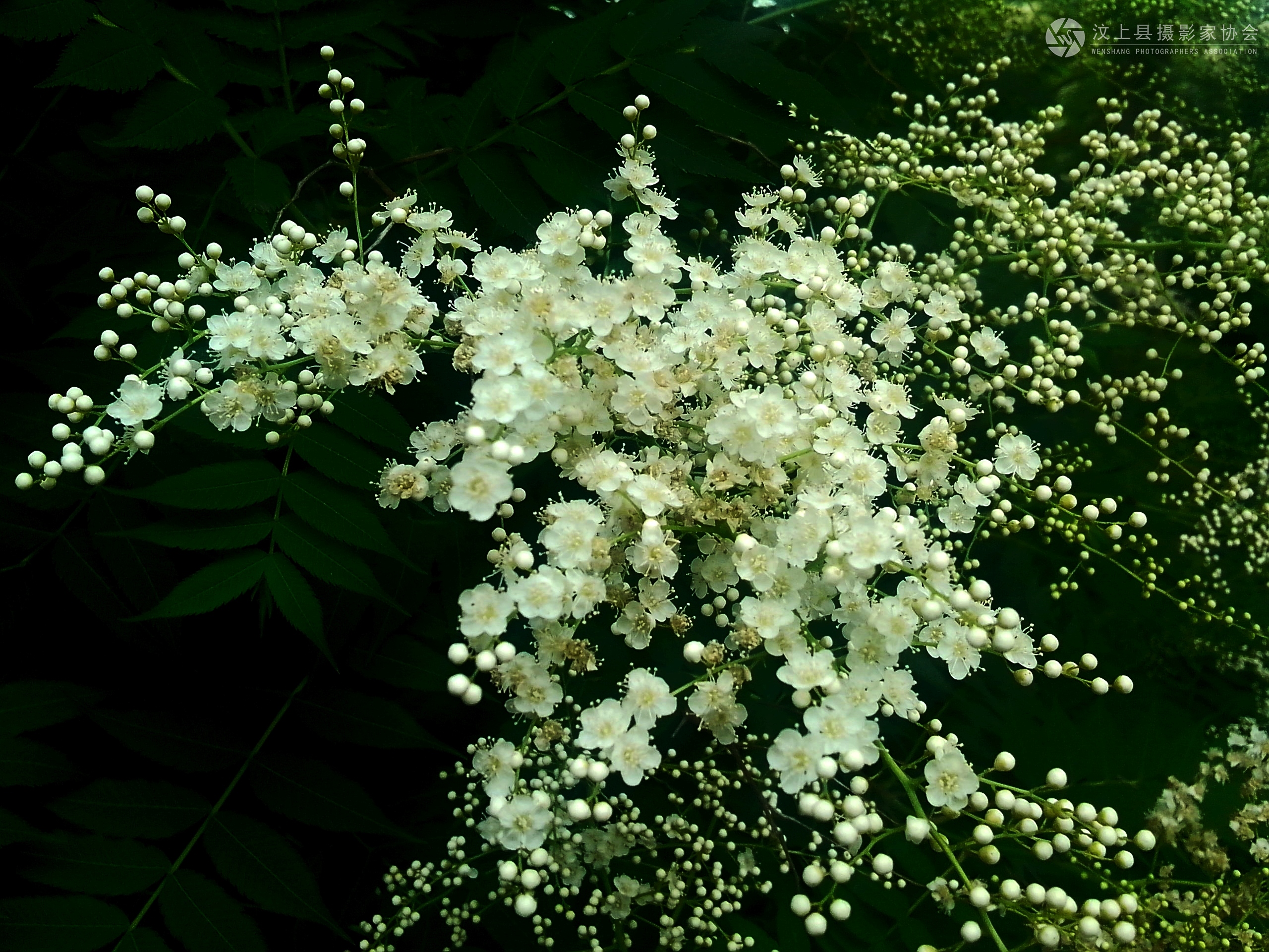 IMG_20130528_162245.jpg