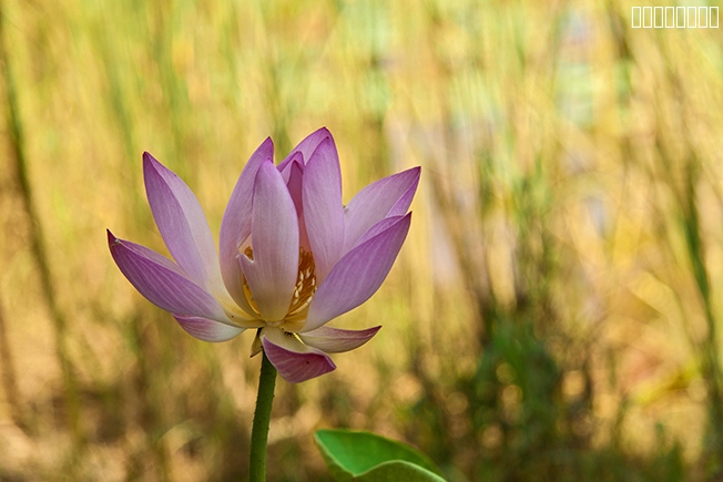 柔荷-汶上莲花湖湿地一朵写真