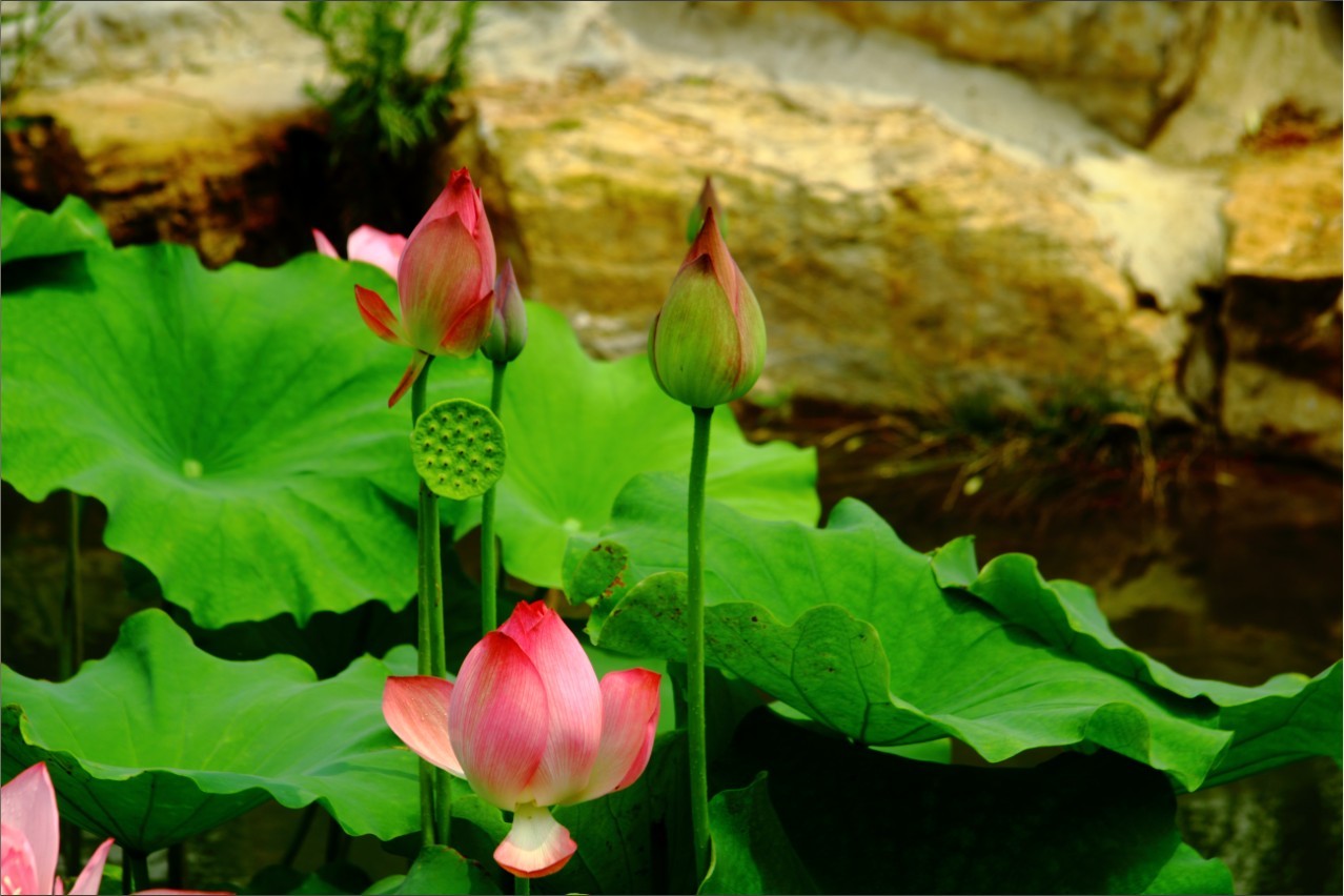 莲花湖——荷花 艾科侯