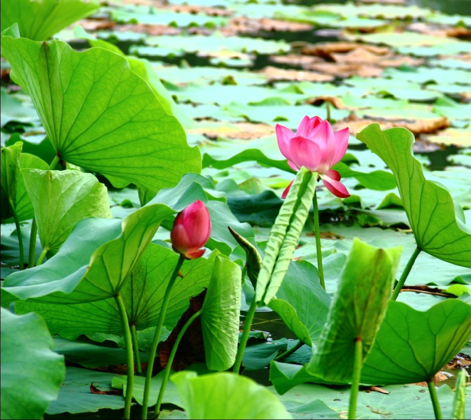 莲花湖习作——荷花