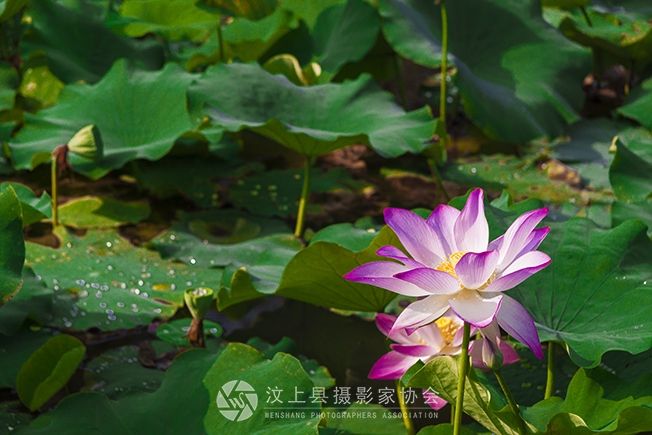 汶上莲花湖荷花