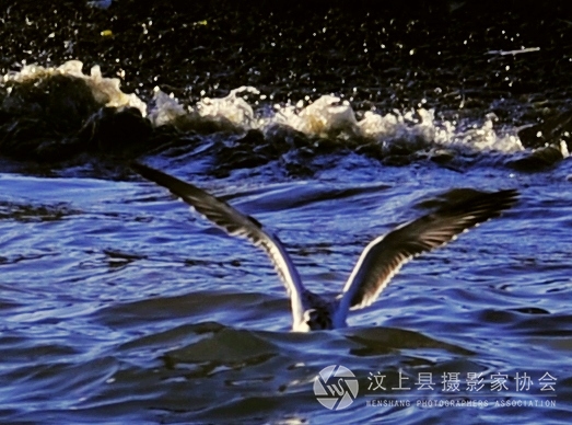 海鸥.jpg