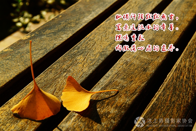 汶上莲花湖摄影小品 