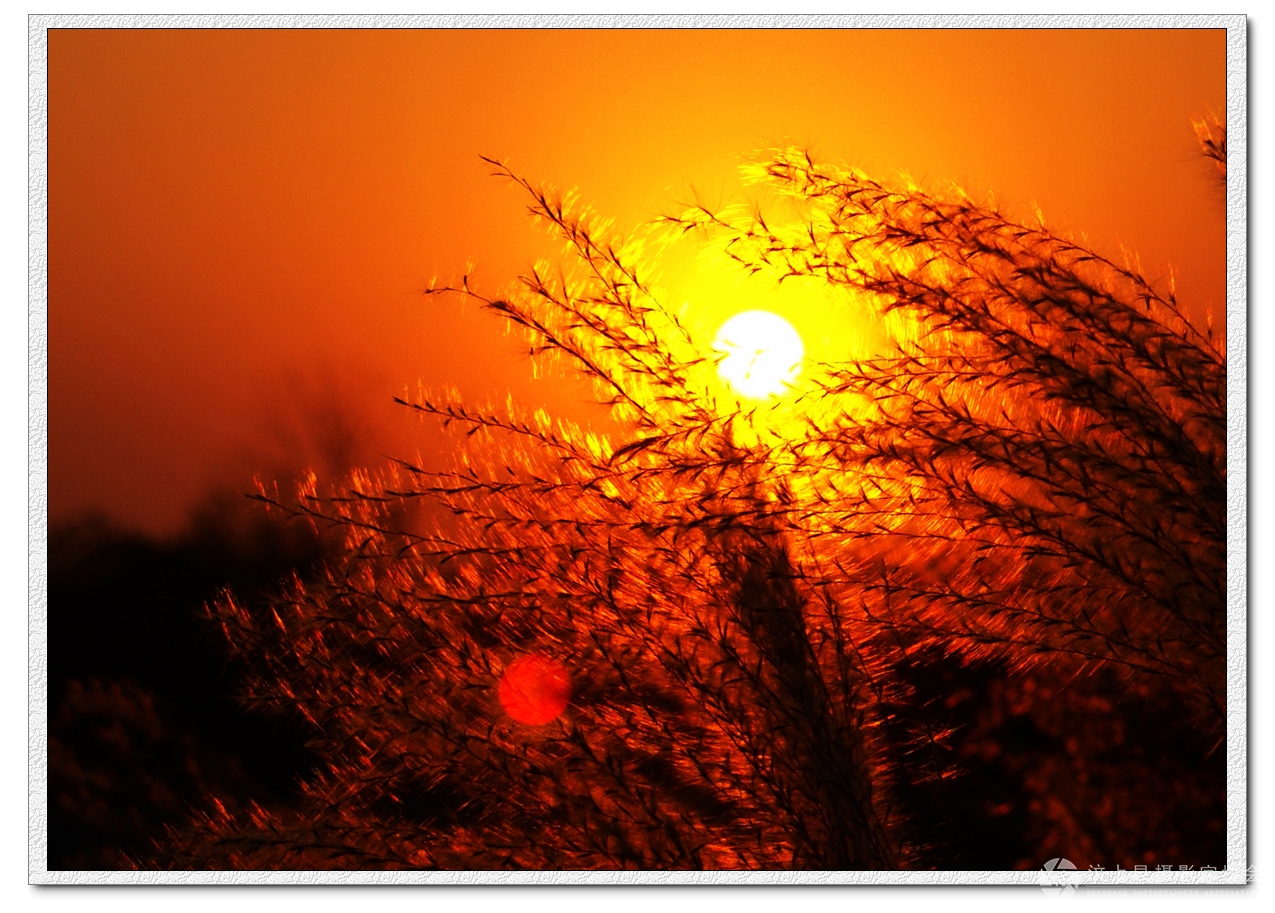 夕阳映的芦花红.JPG