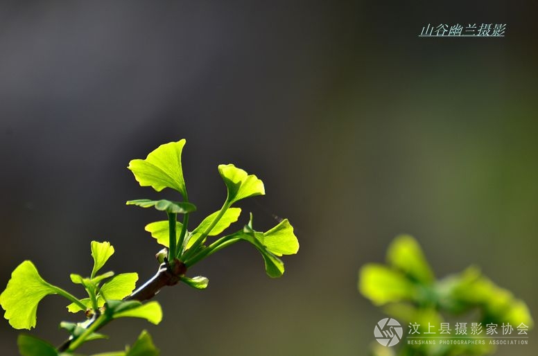 春天的色彩。.jpg