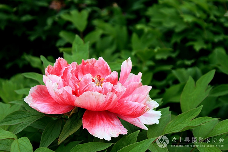 汶上莲花湖湿地牡丹花开的真漂亮