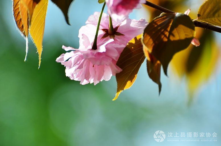 樱花.jpg