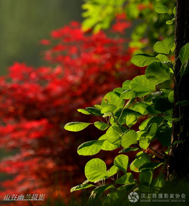 春晨，，.jpg