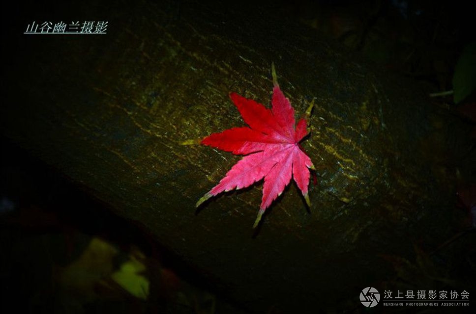 枫叶情深。.jpg
