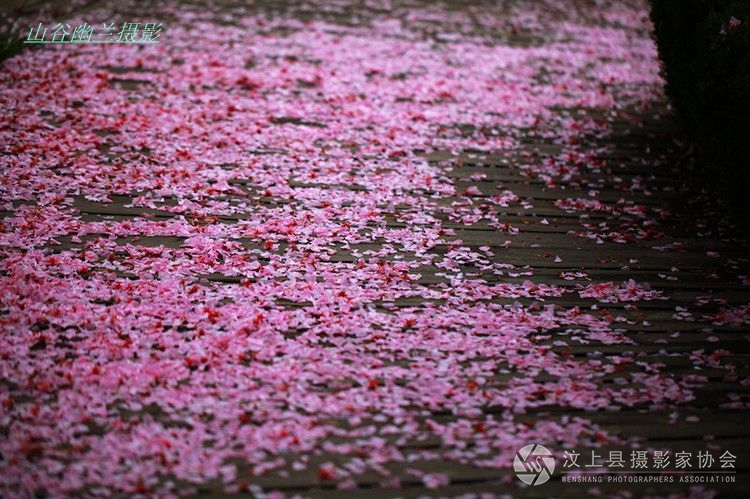 落花吟-.jpg