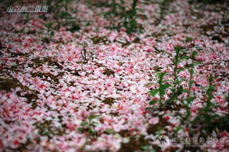 落花吟。_.jpg