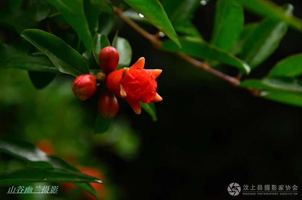 石榴花开.jpg