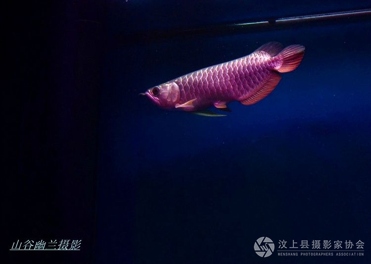 龙跃3.jpg