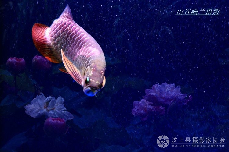 龙跃4.jpg
