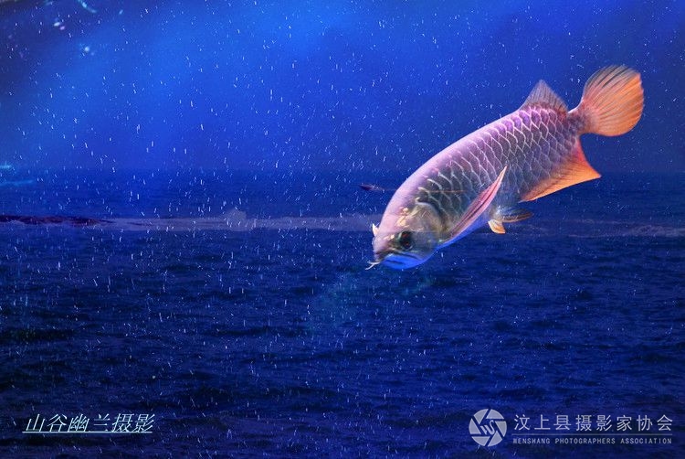 龙跃1.jpg