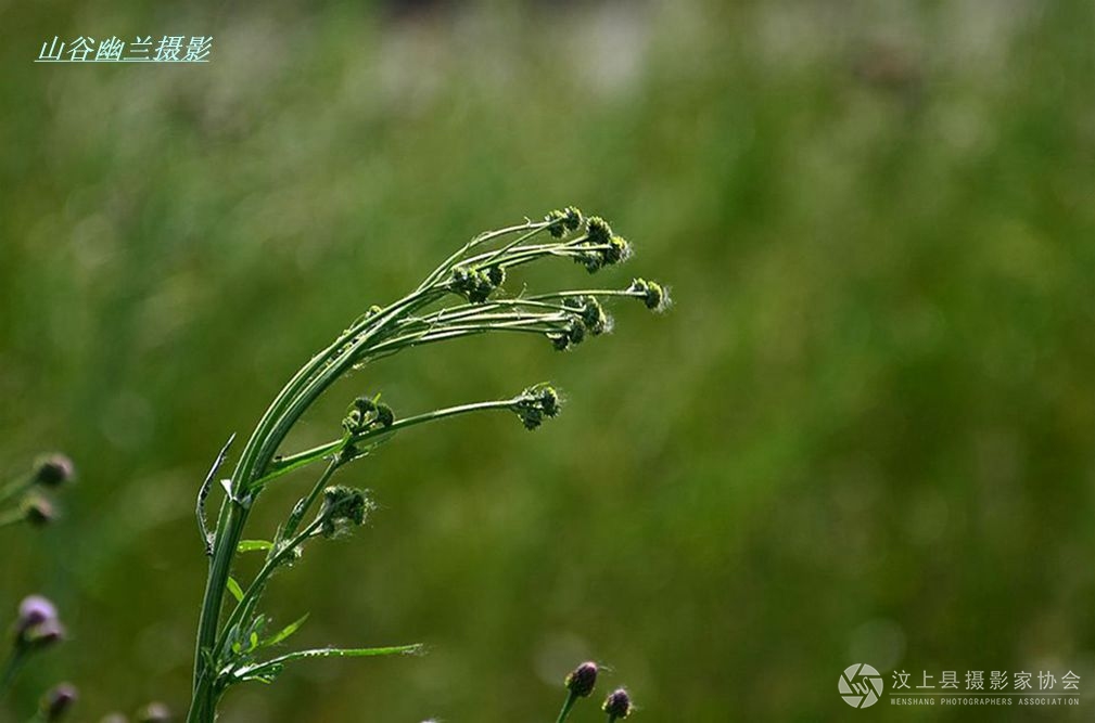 风吹草低.jpg