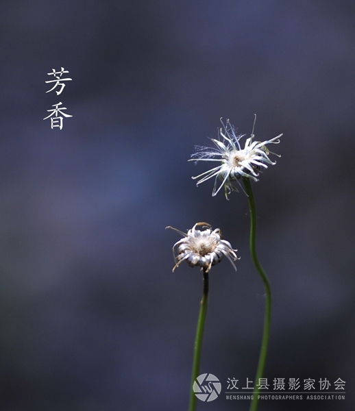 照芳香745_副本.jpg
