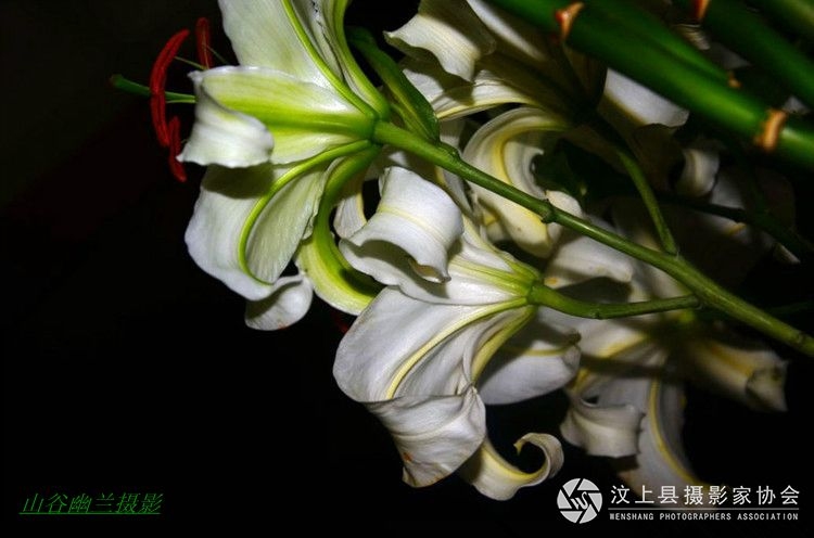 倾心百合.jpg
