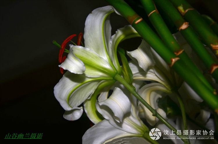 倾心百合，.jpg