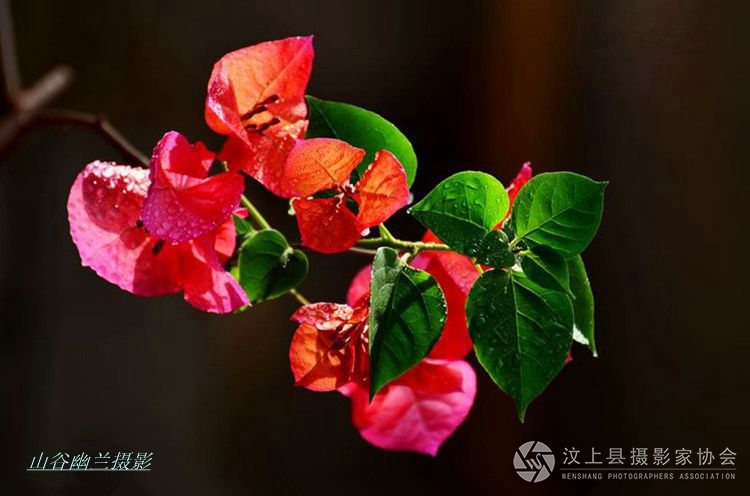 花解语，.jpg