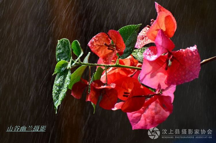 花解语.jpg