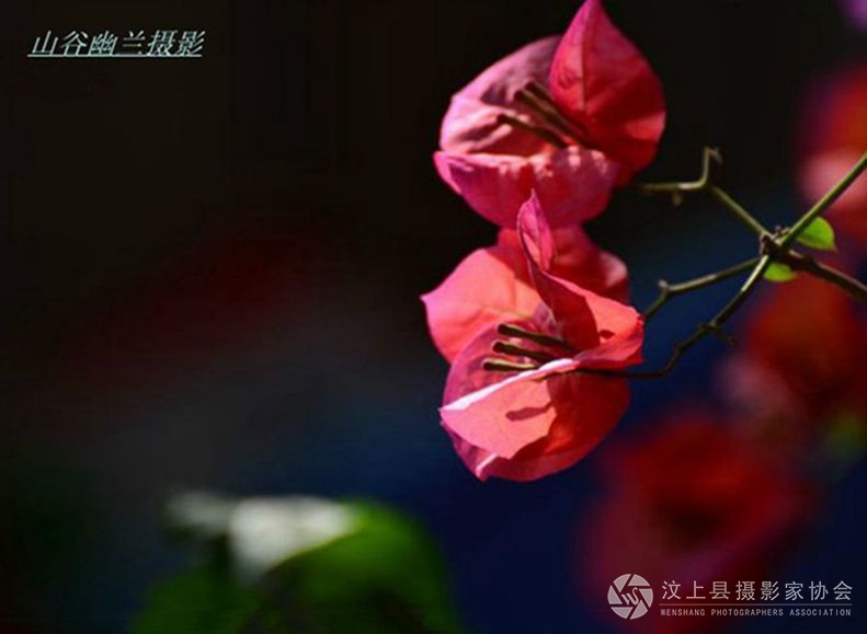 花解语，.jpg