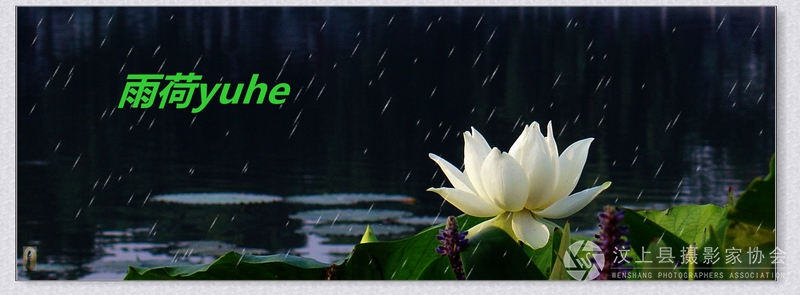 雨荷1.JPG