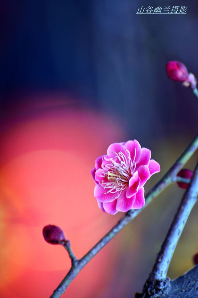 红梅次第开1.jpg