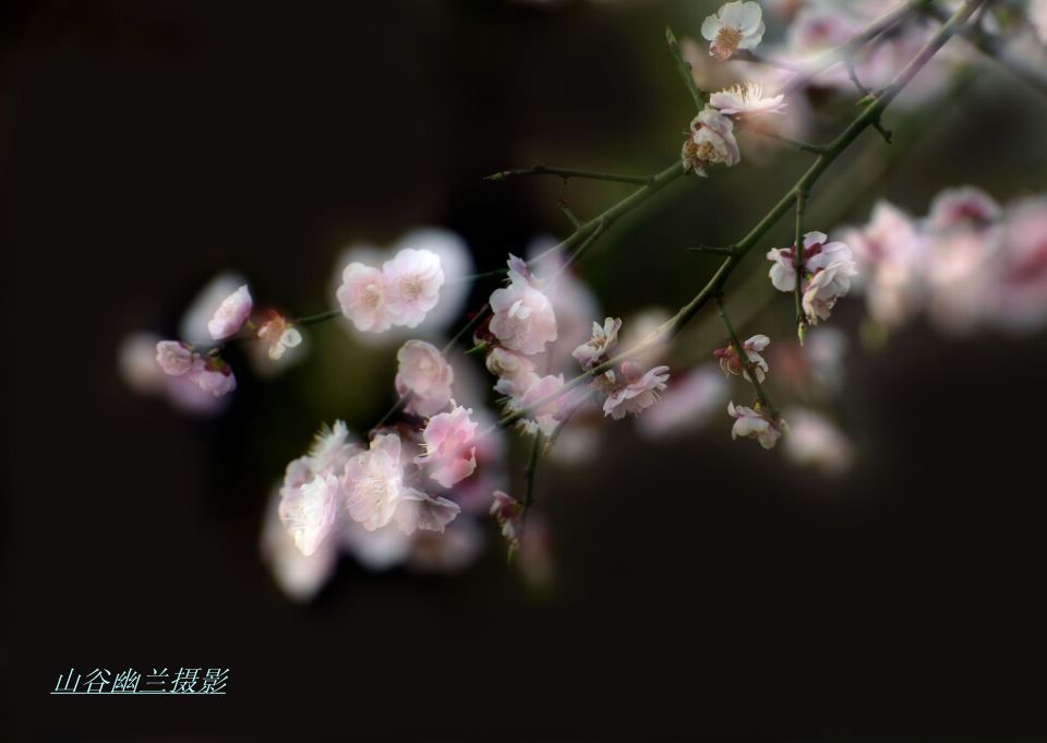 梦里飞花，，_.jpg
