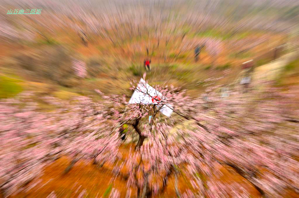 花海旗帜相辉映.jpg