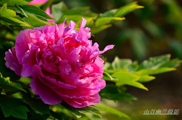 冠压群芳，.jpg
