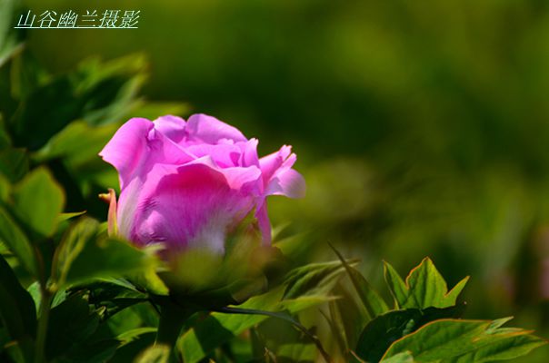 冠压群芳，，.jpg